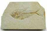 Fossil Fish (Diplomystus) - Wyoming #363907-1